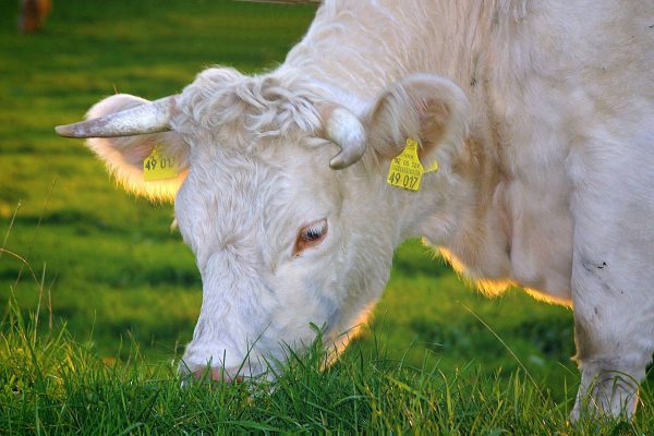 vache race a viande